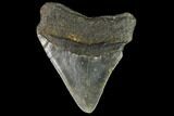 Fossil Megalodon Tooth - North Carolina #109863-1